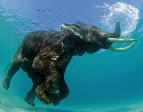 funny animal pictures, elephant underwater