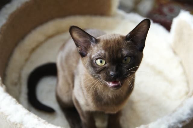 Best European Burmese Cat kitten image