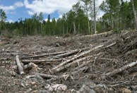 clear_cut_forest