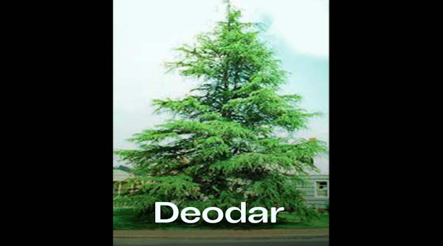 The ______ Tree is the official national tree of Pakistan.