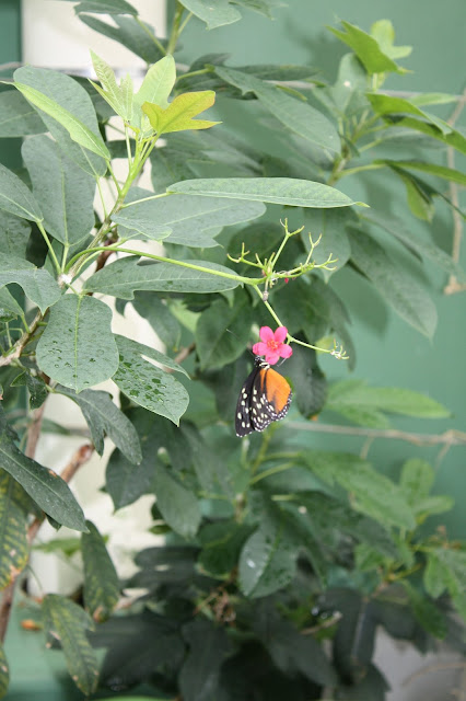 Butterfly in the Judy Istock Butterfly Haven