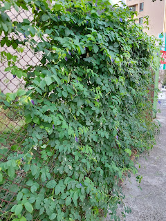蝶豆花牆圍籬綠美化效果佳