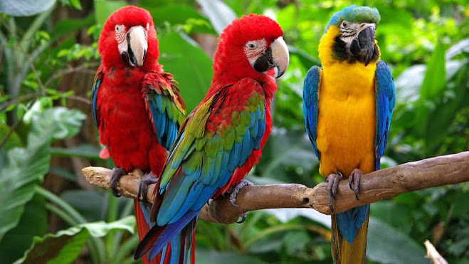 Cara Menjaga dan Merawat Kesehatan Burung Macaw