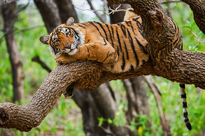 When do tigers become adults. At about 5.