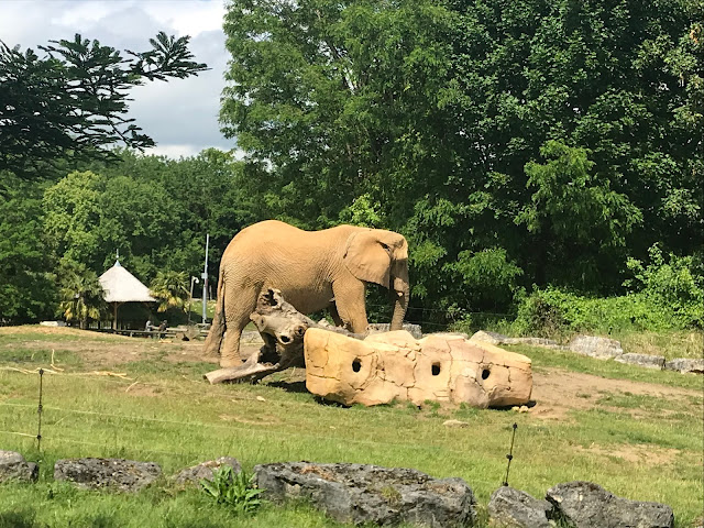 Zoo de beauval télécabine des éléphants