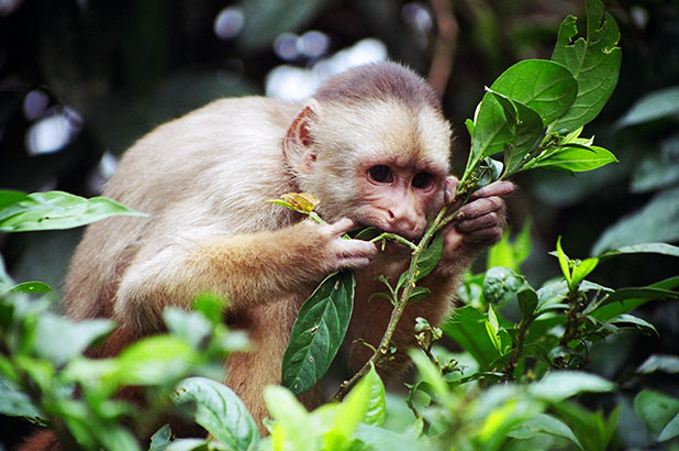  Ecuador recibirá a más de 200 investigadores de todo el mundo en el XXVIII Congreso de la Sociedad Internacional de Primatología (IPS)