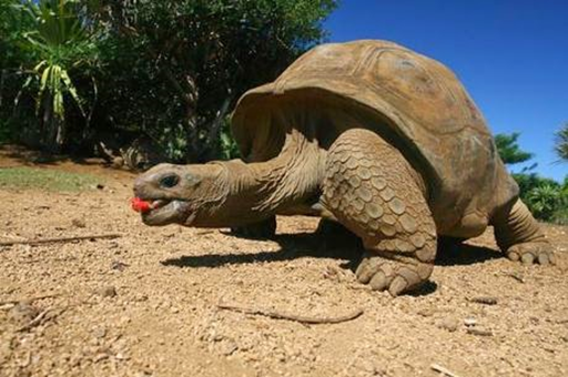 Ingestión especializada 2. Igual que con los lémures y muchos frugívoros, muchas semillas deben pasar por las enzimas y jugos digestivos de un animal para activarse y germinar.