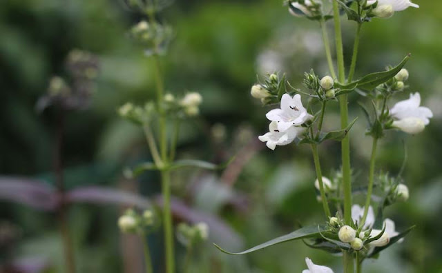 Foxglove Beardtongue Flowers Pictures