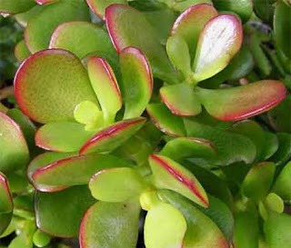 Crassula Ovata