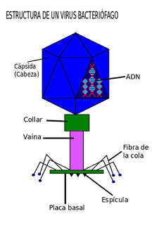 http://biologia-geologia.com