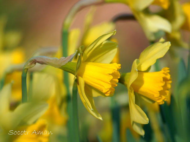 Narcissus