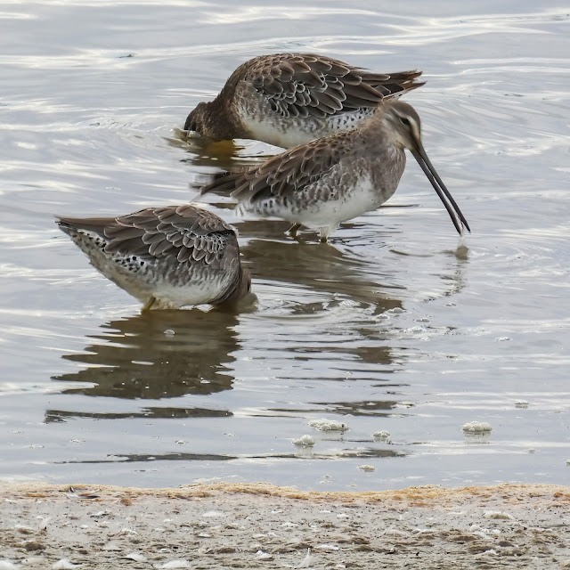 Long-billed Dowitcher Yellowlegs Sandpipers wading birds Cosumnes River Preserve Fall Migration Sacramento California