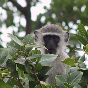 Monkey photographed on Safari in Tanzania