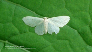 Idaea biselata DSC143955