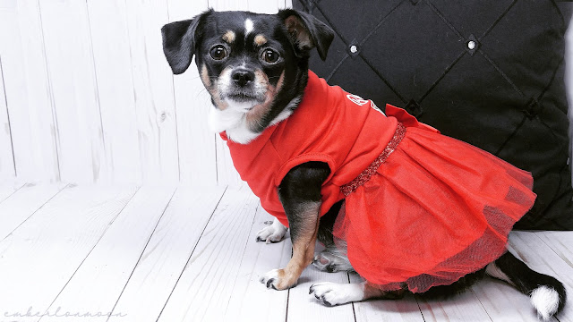 Merry & Bright Holiday "Best Gift Ever" Tulle Pet Dress