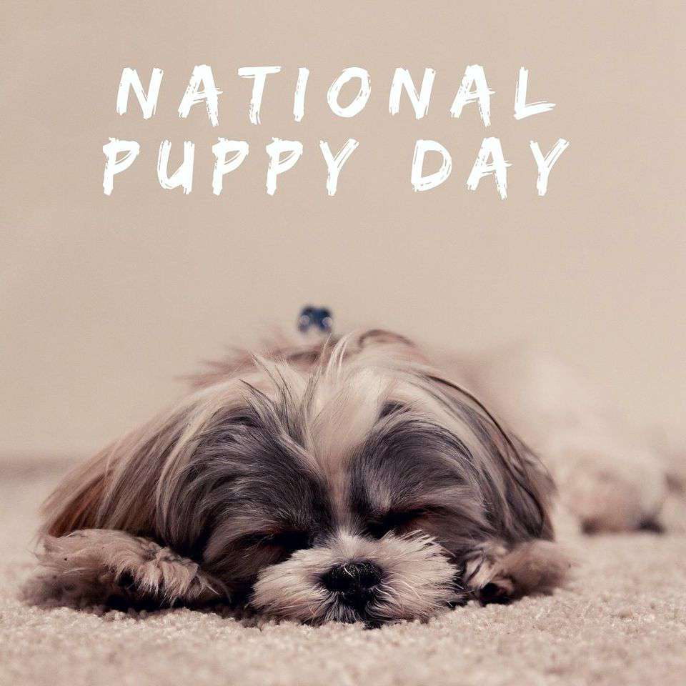 National Puppy Day Wishes Awesome Picture