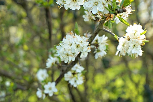 White blossom in May