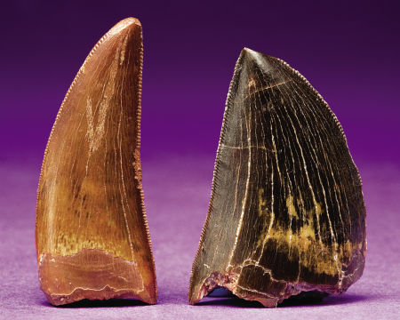 Dinosaur tooth / teeth for sale