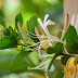 CaptureYour365: Honeysuckle