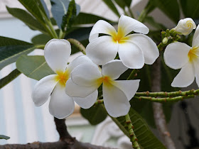 Frangipani flowers 
