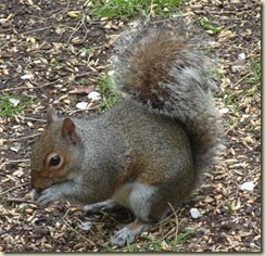 demon squiggle 3