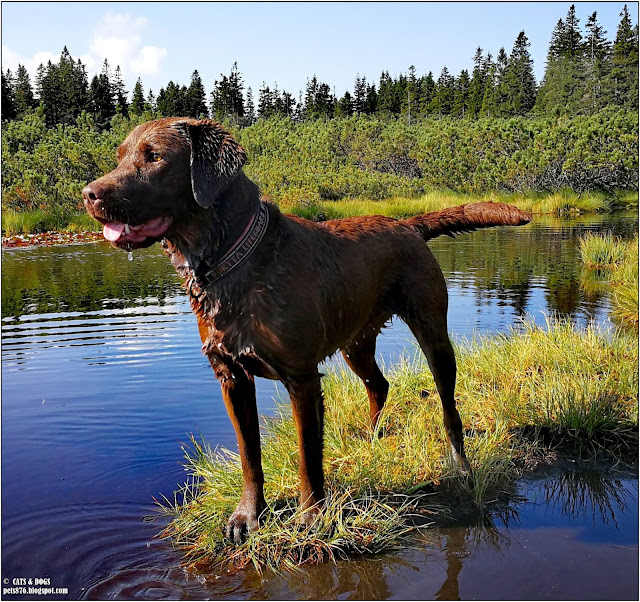 labrador retriever