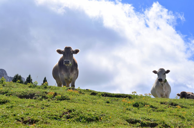 cavalls del vent pirineos, en cadí moixeró vacas