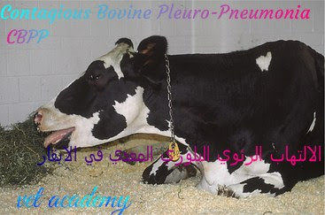 الالتهاب الرئوي البلوري المعدي في الابقار-Contagious bovine pleuropneumonia (CBPP)