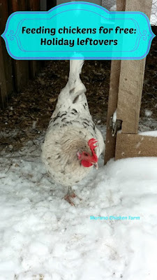 free feed for chickens, holiday leftovers