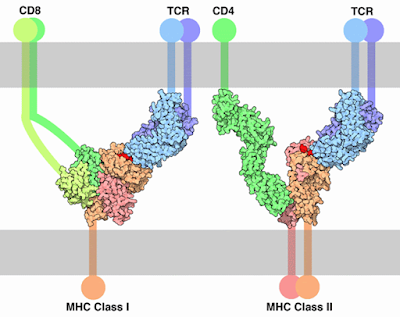 Receptores CD4 y CD8. CD4 interactúa con el complejo mayor de histocompatibilidad del tipo II, mientras que el CD8 interactúa con el complejo mayor de histocompatibilidad del tipo I. La GP120 imita al complejo mayor de histocompatibilidad del tipo II y una citoquina, pero aparentemente no es capaz de imitar el complejo mayor de histocompatibilidad del tipo I.