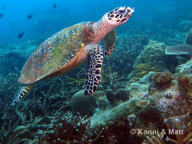 Green sea turtle, tioman island,