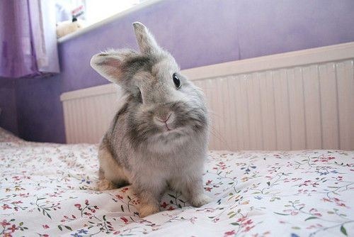 cute-animals-15
