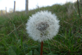 Paardenbloem, pluisjes, zaden