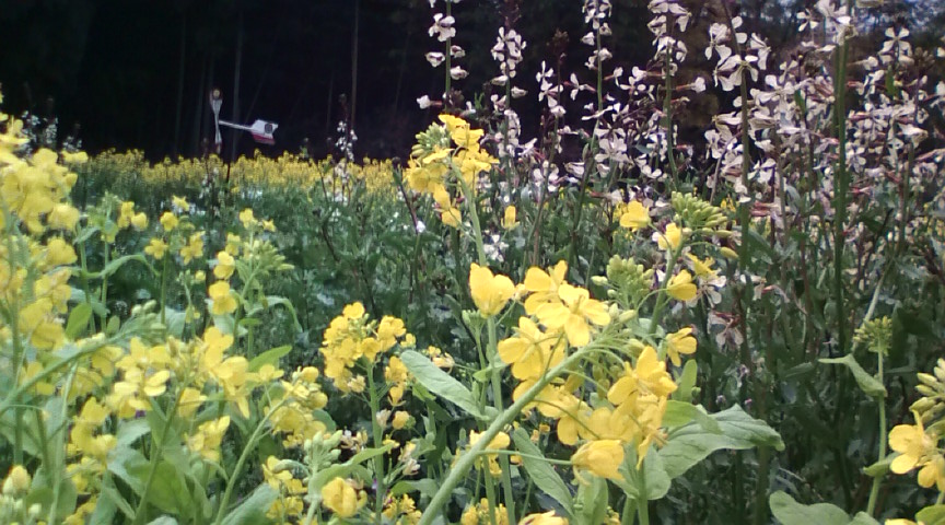 緑のどんぶり ルッコラの花