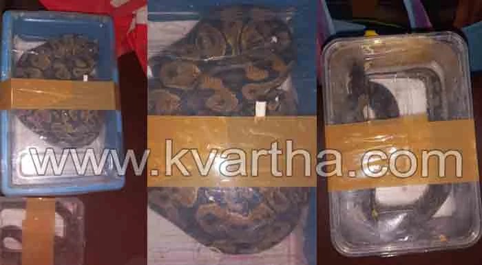 Incident of pythons smuggled in train: Forest department started investigation, Kannur,Kerala,News,Top-Headlines,Snake,Train,Smuggling,Investigates,Railway station.