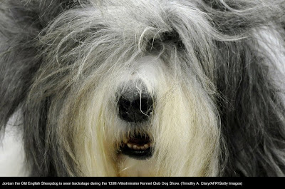 135th Westminster Kennel Club Dog Show at Madison Square Garden in New York City