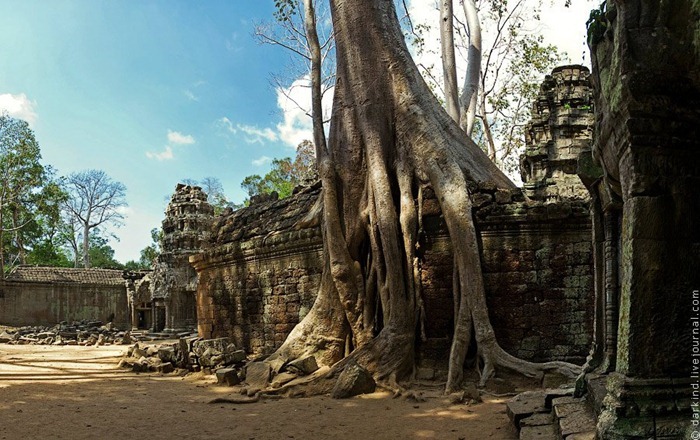 ta-prohm11