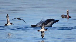 Black-vented Shearwater, Delphinus capensis, Long-beaked Common Dolphin