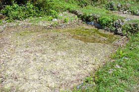 Okinawa's first rice paddy