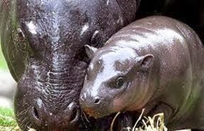 Amazing Pictures of Animals, Photo, Nature, Incredibel, Funny, Zoo, Hippopotamus, Hippopotamus amphibius, Mammals, Artiodactyl, Alex (11)