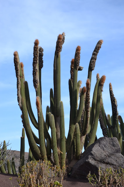 Fuerteventura -  Oasis Park