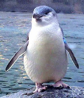 Little penguin of Australian and New Zealand