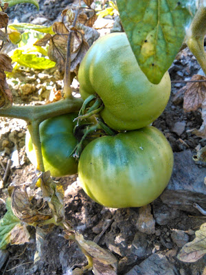 tomates verdes