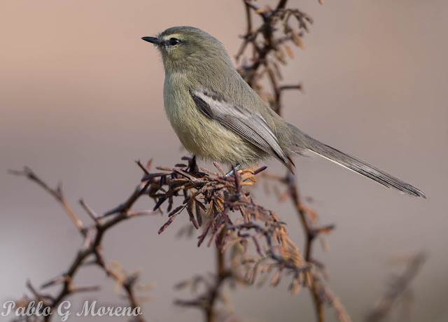 alt="Stigmatura,calandrita,aves de Mendoza"