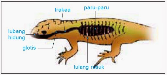  Sistem  Pernapasan  pada Hewan  Belajar Kelompok