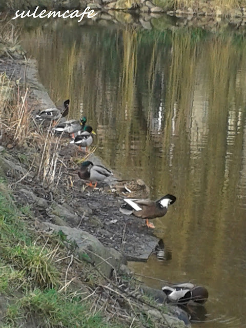 ÖRDEKLER,DUCKS,ENTEN