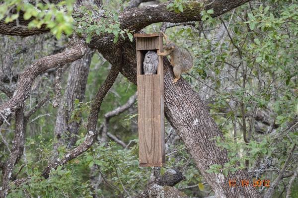 Backyard Birdingand Nature: Screech Owl Nest Box and Squirrels