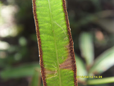 銀脈鳳尾蕨的假孢膜