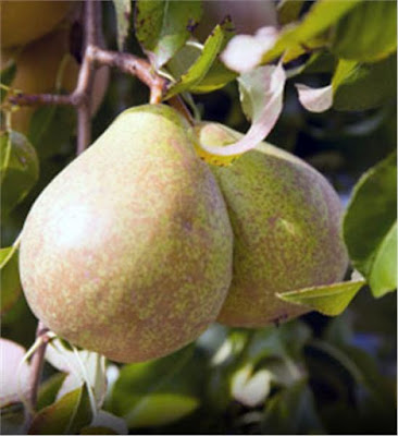 Pyrus x lecontei 'Kieffer Pear'