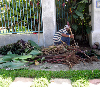 cleaning out heliconias